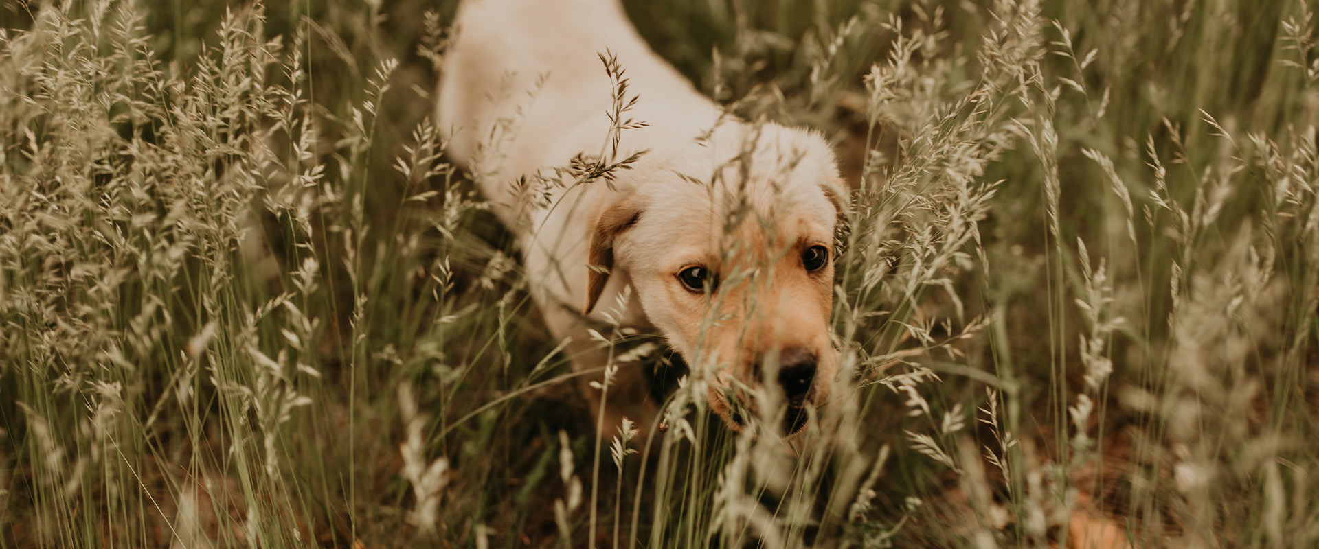 BEYOND DOG