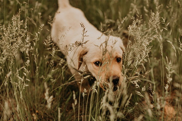 BEYOND DOG